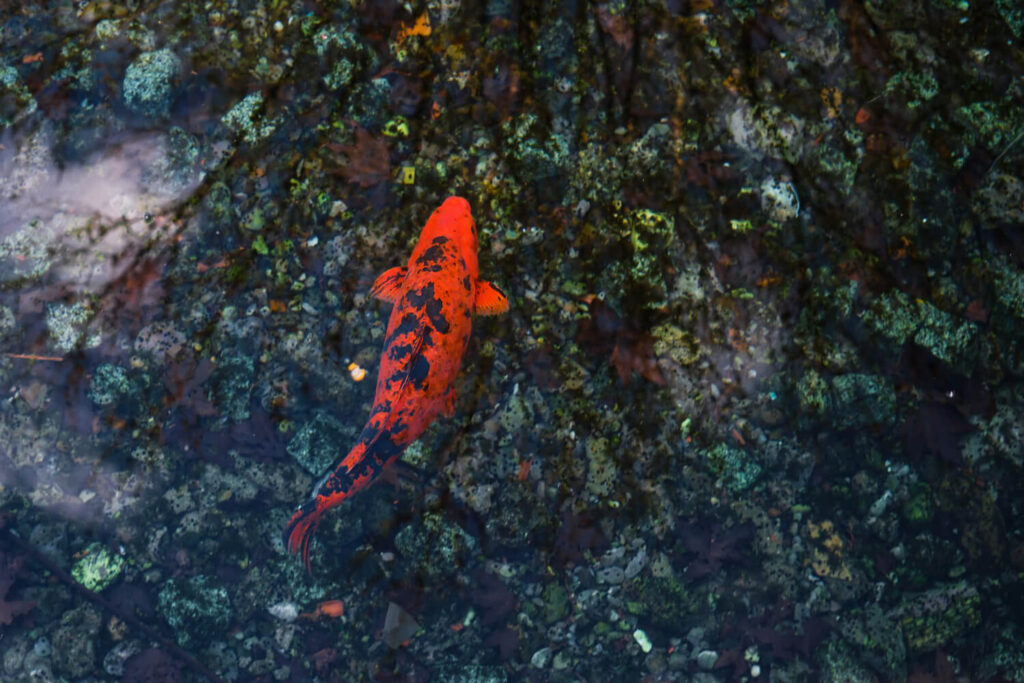 Rot Schwarzer Fisch am weltweit besten Schnorchelgebiet Raja Ampat in Indonesien