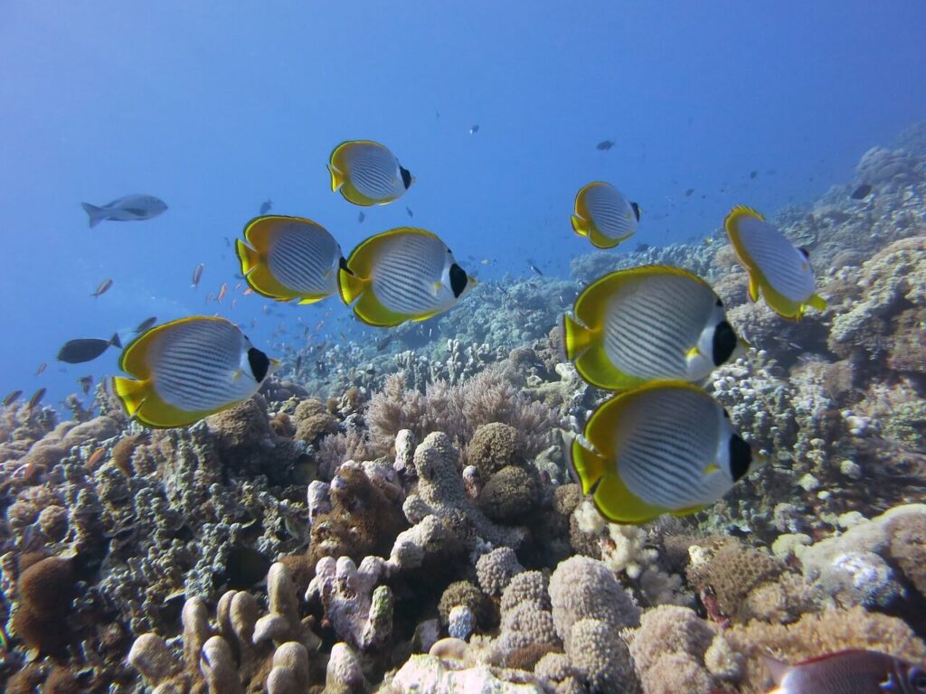 Tauchen im Tauchgebiet Layang-Layang in Malaysia