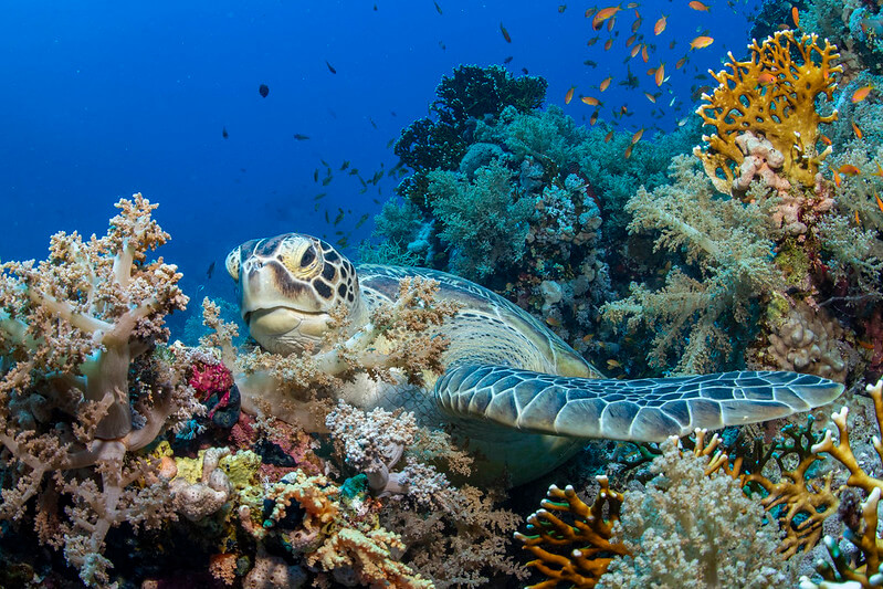 Schildkröte zwischen einem Korallenriff beim Tauchen im Ras Mohammed Nationalpark