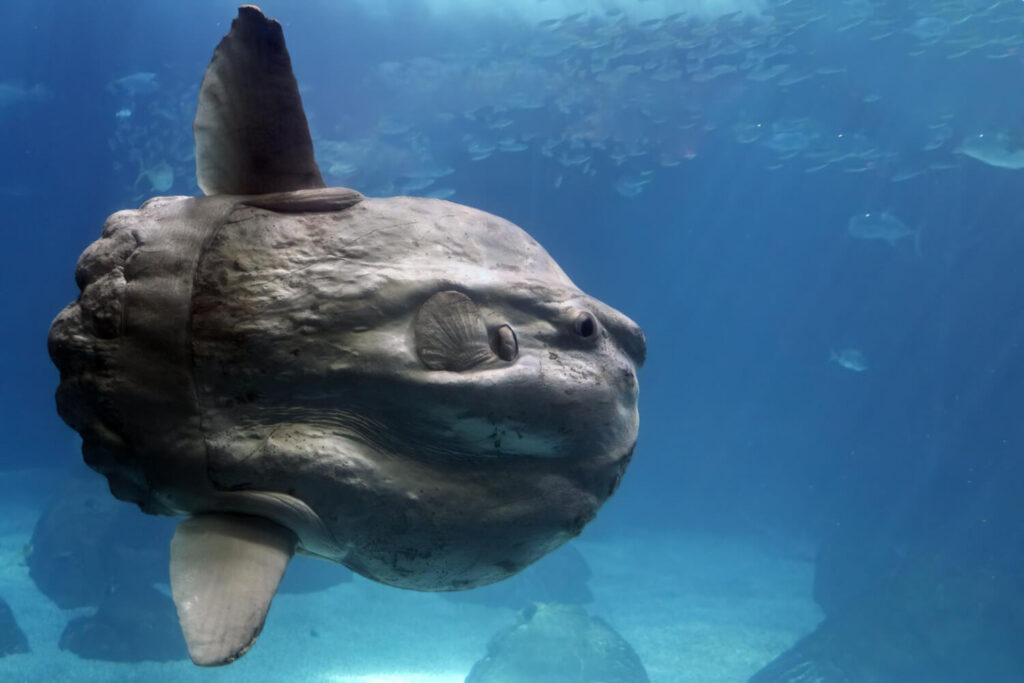 Tauchen mit einem Mondfisch und einem Fischschwarm am Grund des Ozeans