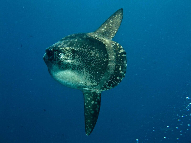 Tauchgang mit einem Mondfisch vor der Küste von Bali Nusa Lembongan