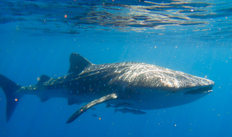 Tauchen mit Walhaien am Ingaloo Reef in Australien