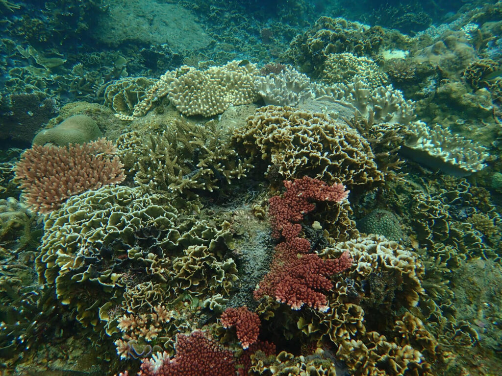 Korallenriff im Tauchgebiet Pulau Tioman in Malaysia