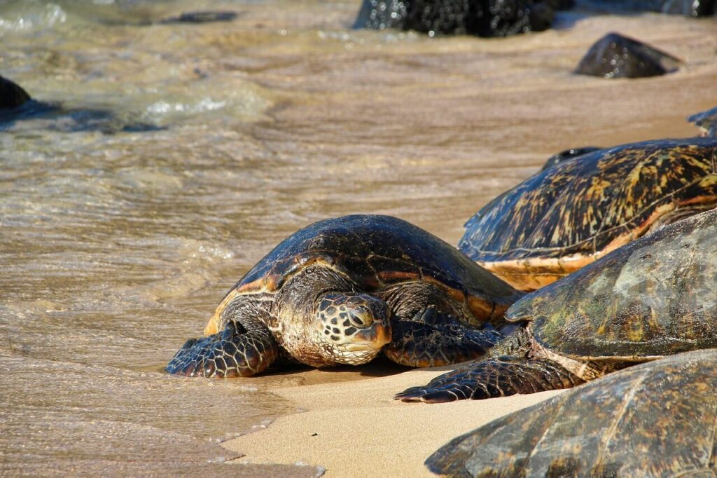 Schildkröte am Strand von Maui nach dem Schnorchln