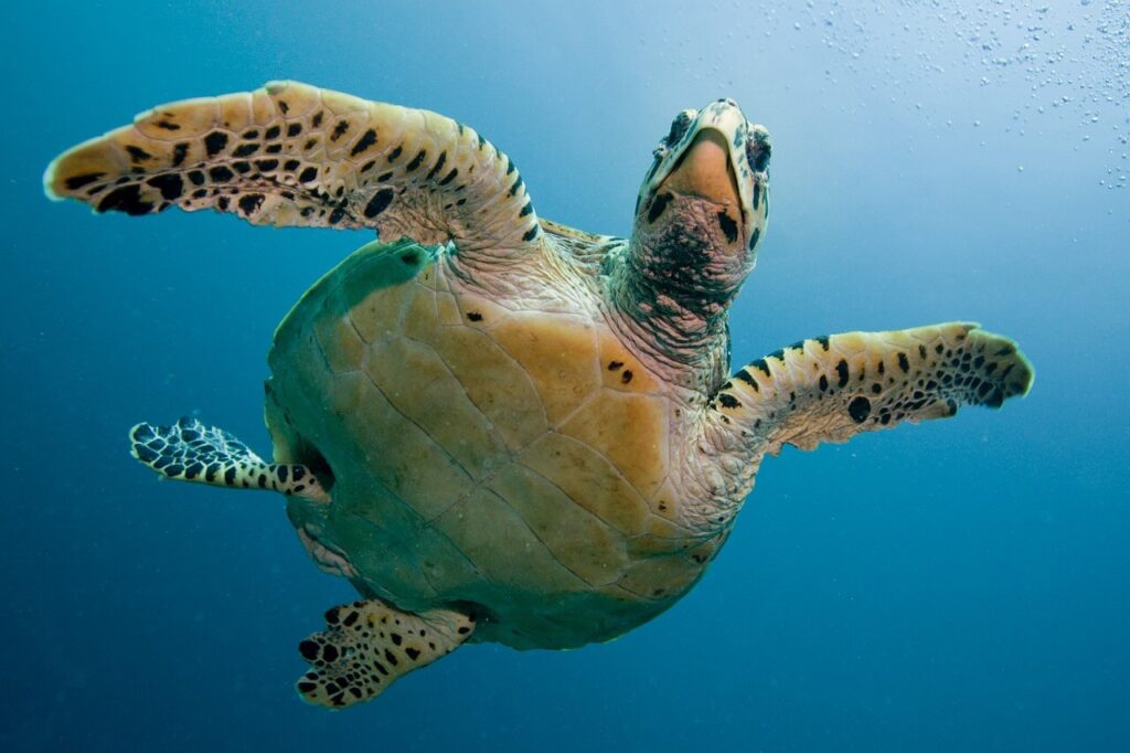 Meeresschildkröte am Great Barrier Reef einem der besten Schnorchelgebiete weltweit