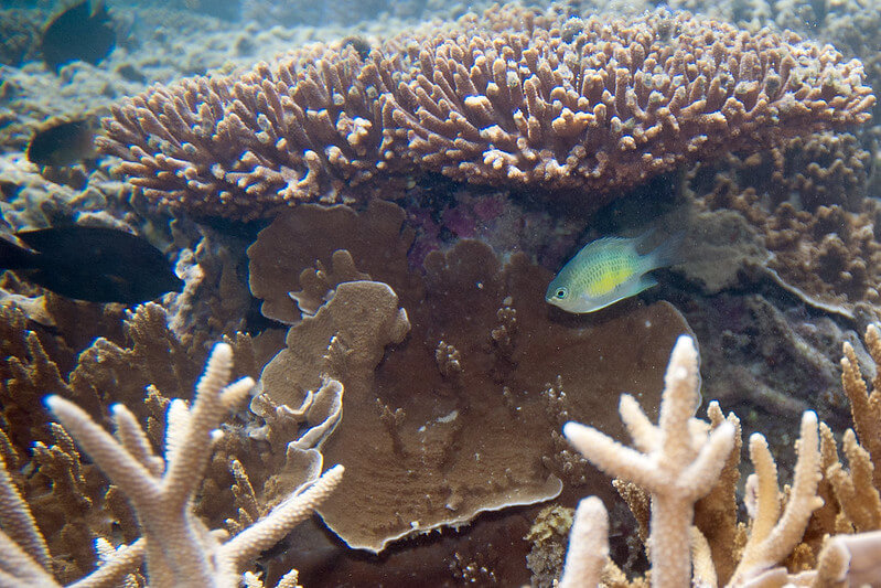 Bunter Fisch neben einer Koralle beim Schnorcheln in Cozumel