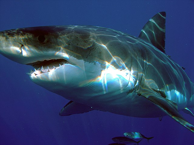 Weißer Hai als seltene Haiart im Mittelmeer