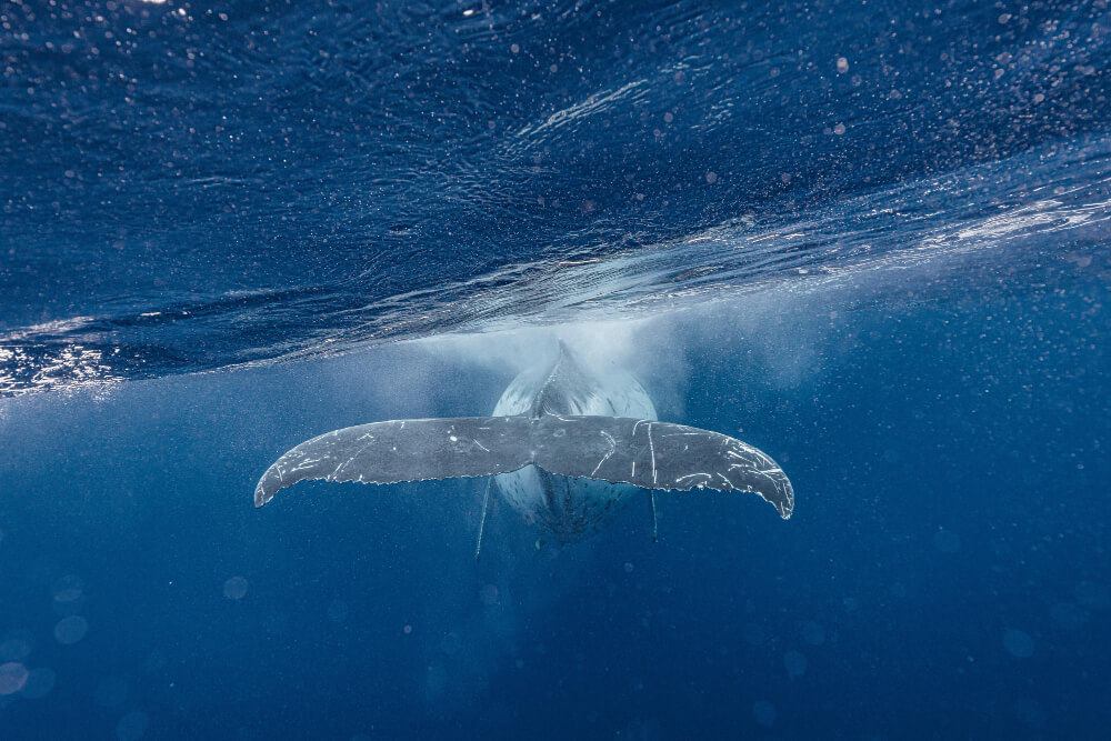Tauchgang mit der Hinterflosse eines Wals vor den Socorro Inseln in Mexiko