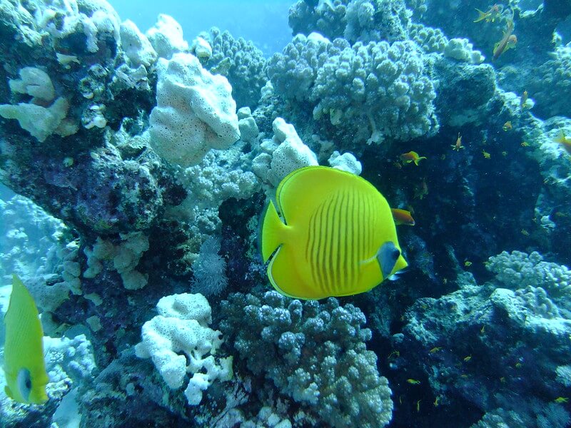 Gelbe Fische am Golden Beach Hotel Hausriff