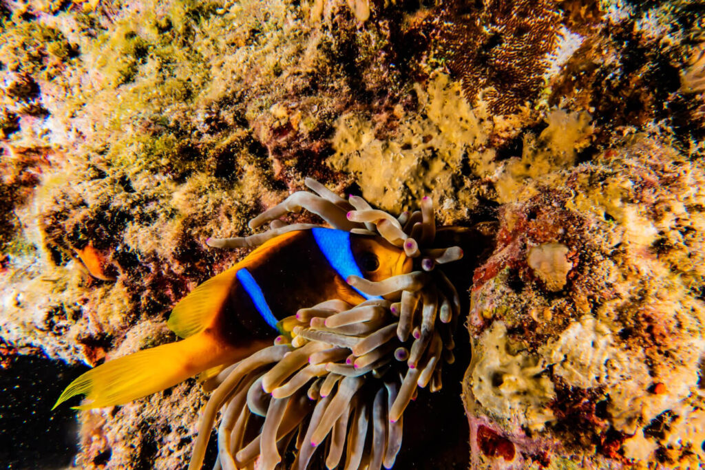 Clownfisch in einer Anemone in einem Korallenriff der während der besten Reisezeit zum Tauchen in Ägypten fotografiert wurde