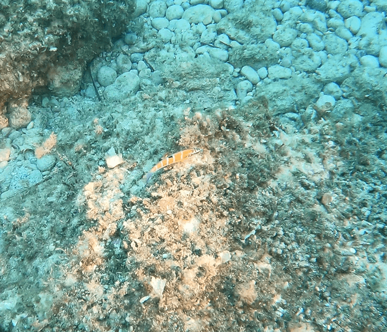 Orange weiß gestreifter Fisch wird mit einer Videolampe unterwasser beleuchtet