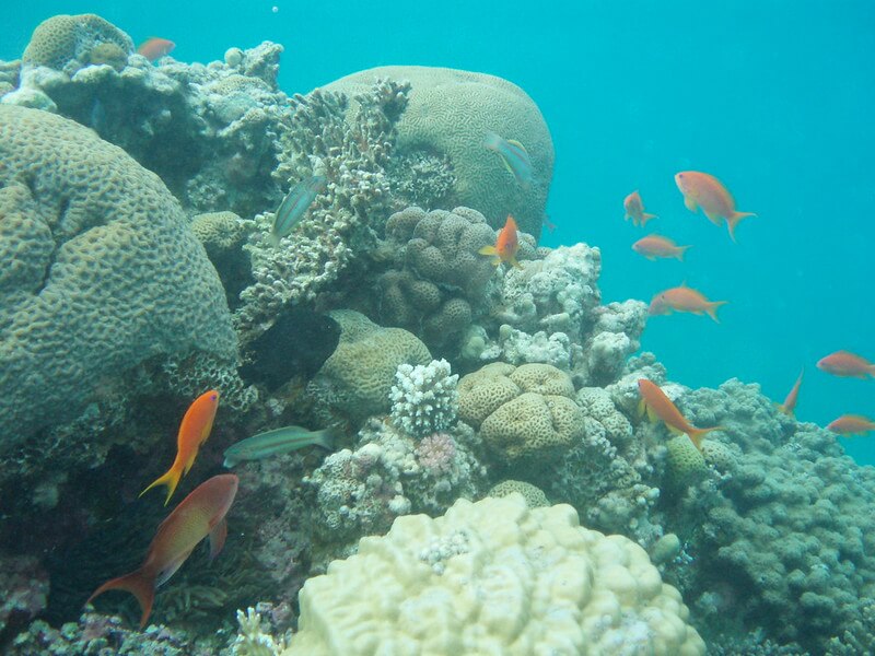 Riff mit orangene Fischen in Ägypten