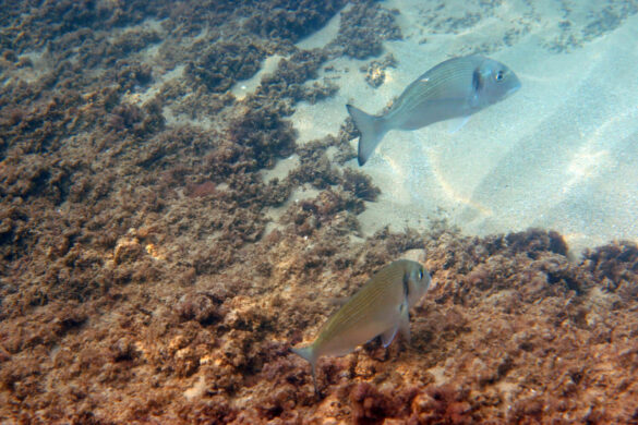 Die Unterschiede zwischen verschiedenen Tauchschulen in Marsa Alam im Vergleich. - Überblick über Tauchschulen in Marsa Alam