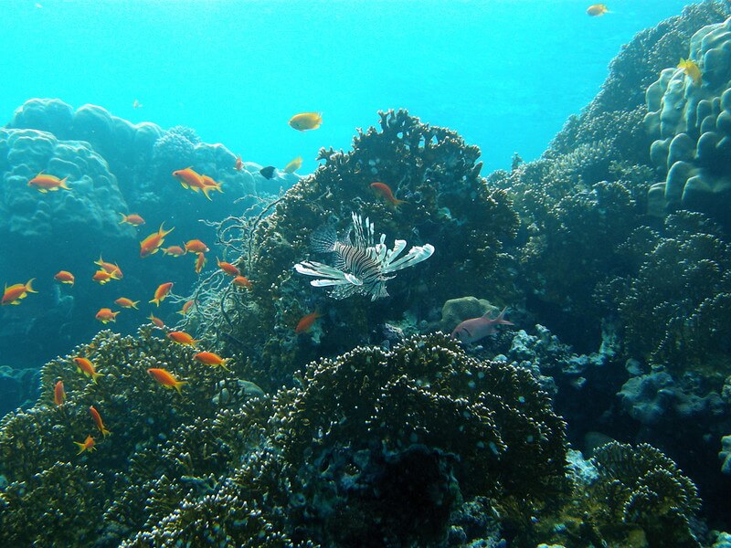 Rotfeuerfisch am Riff in Dahab