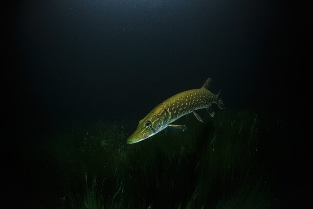 Potentiell gefährliche Hecht Raubfische unterwasser im Bodensee