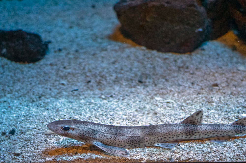 Katzenhai liegt getarnt auf sandigem Meeresboden im Mittelmeer