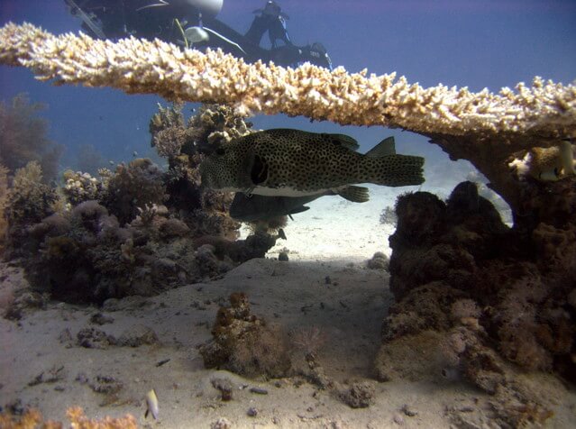 Kofferfisch unter einer Koralle beim Schnrocheln am Hausriff in der Lahami Bay