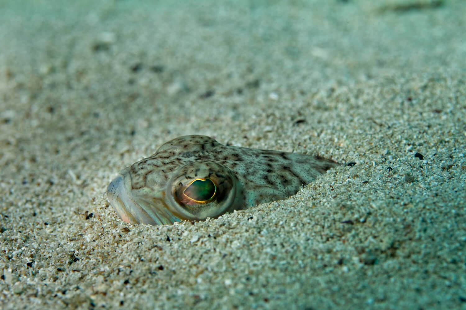 Der gefährliche Fisch Petermännchen in der Ostsee vergraben im Sand