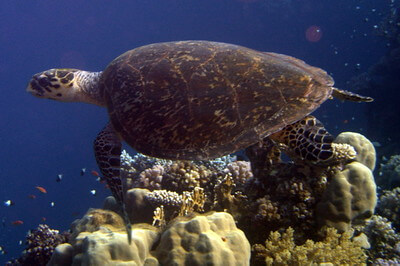 Entspannte Schildkröte an einem Korallenriff im Hausriff Lahmdi Bay