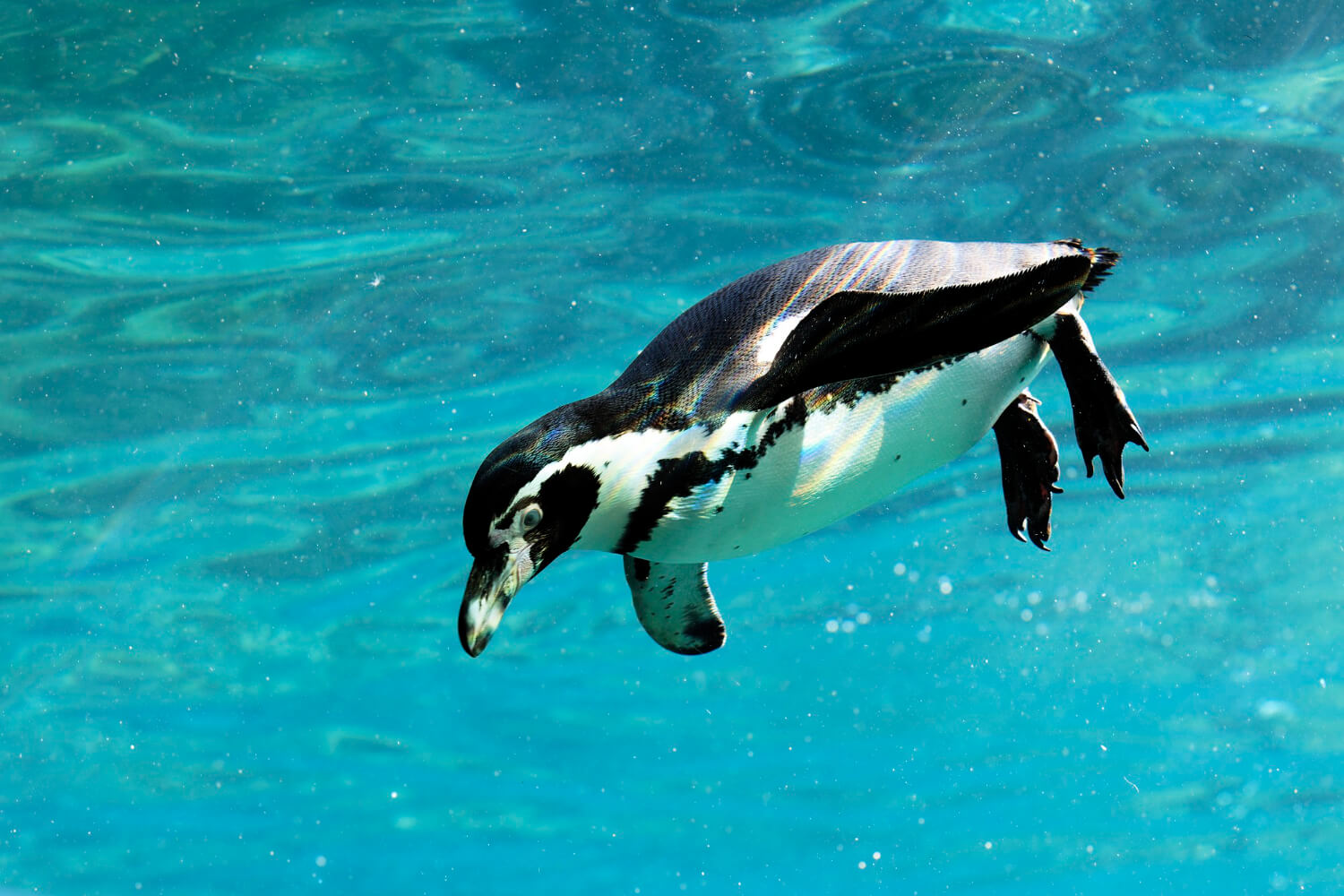 Die Besten Orte Zum Tauchen Und Schwimmen Mit Pinguinen