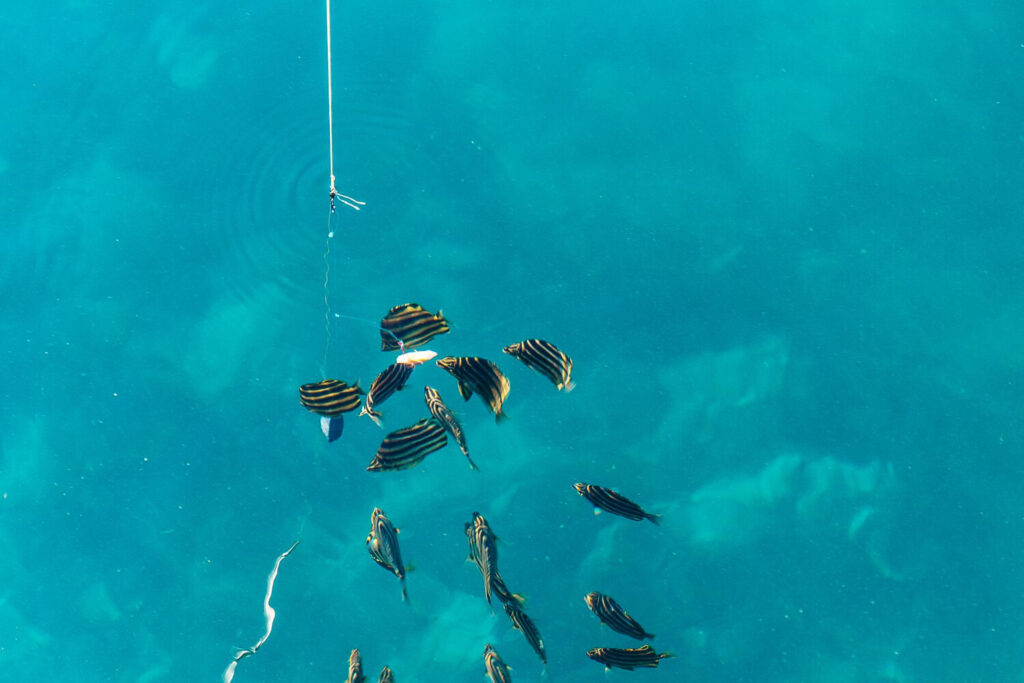 Viele Fische über einem Korallenriff in Ägypten während der Sommermonate