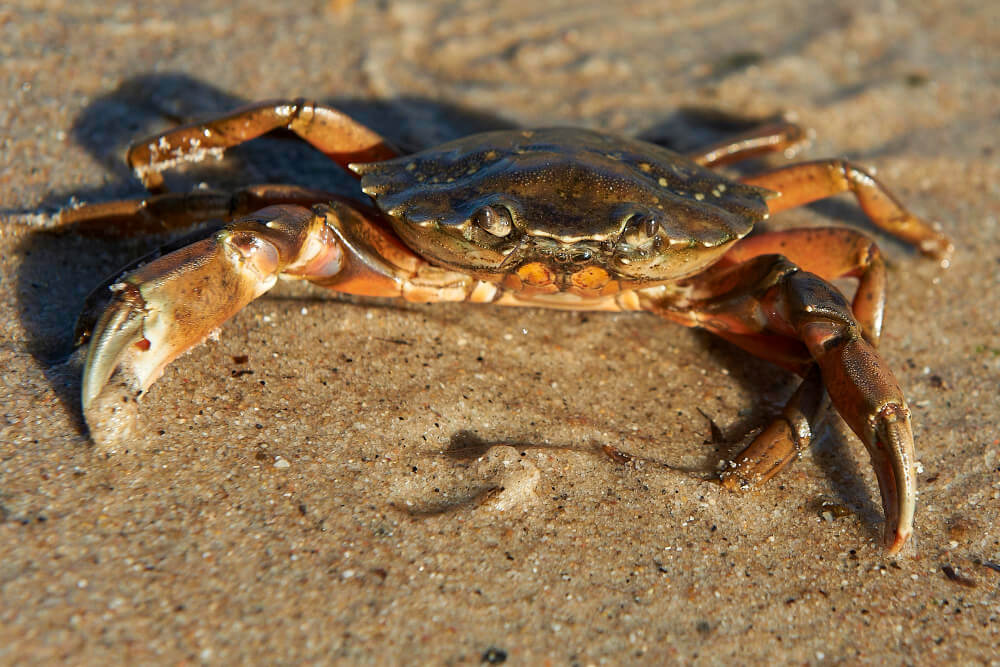 Große Strandkrabbe im Sand der Ostsee