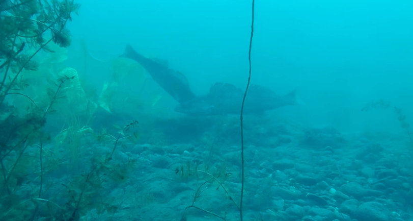 Zwei Zander bei der Eiablage, zwei potenziell gefährliche Fische im Bodensee
