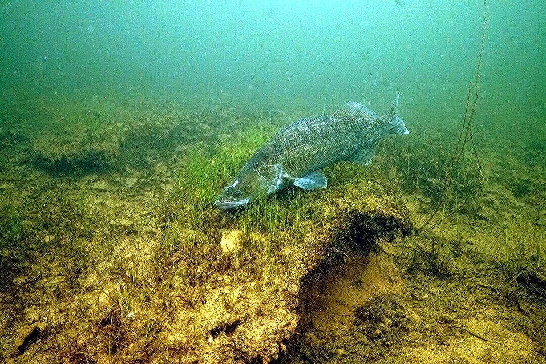 Großer Zander liegt über etwas Seegras im Bodensee