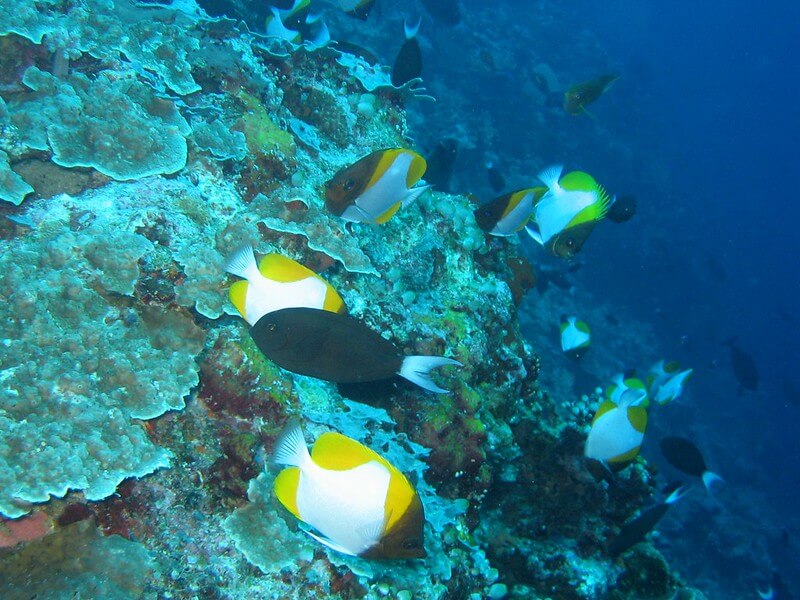 Bunte Fischschwärme schwimmen über das Apo Reef, das mit lebendigen Korallen bewachsen ist und eine beeindruckende Artenvielfalt zeigt