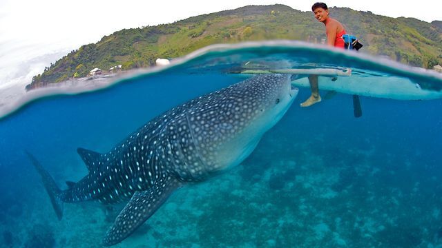 Einheimerisch auf Surfboard mit einem Walhai auf den Philippinen