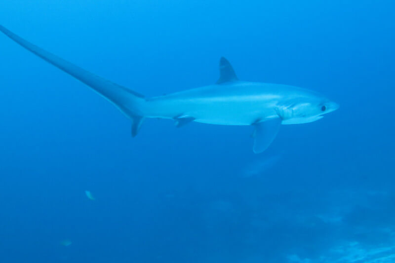 Fuchshai (Thresher Shark) im klaren Wasser von Malapascua bei Sonnenaufgang, einzigartig in seiner Eleganz und seltenen Erscheinung