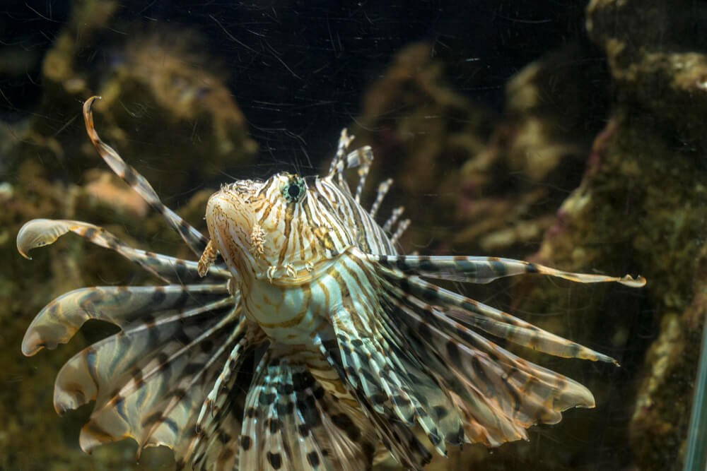 Giftiger Rotfeuerfisch in Nahaufnahme