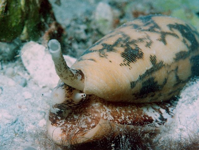 Nahaufnahme einer Kegelschnecke mit starkem Gift