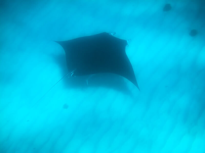 Mantarochen am Boden am Nigaloo Reef in Australien