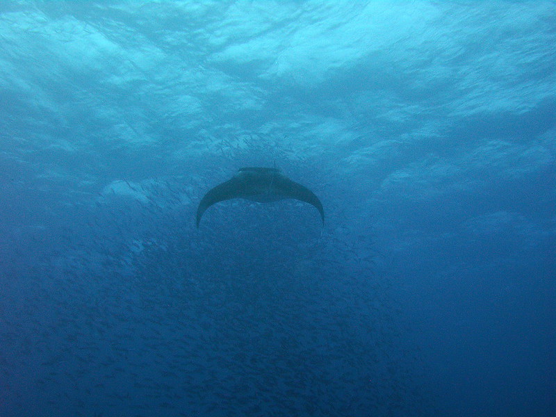 Mantarochen über einem Fischschwarm in Mikronesien