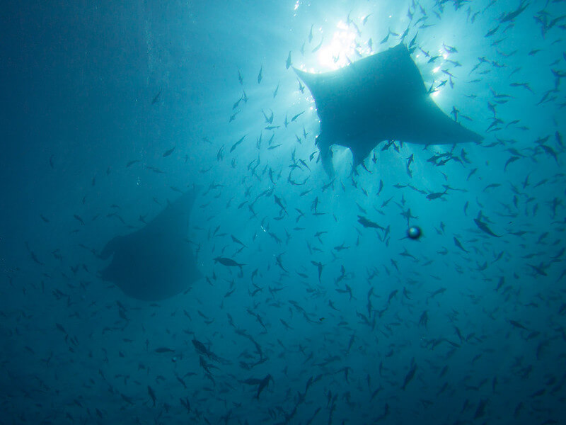 Mehrere Mantarochen mit vielen Fischen an der Oberfläche der Galapgos-Inseln