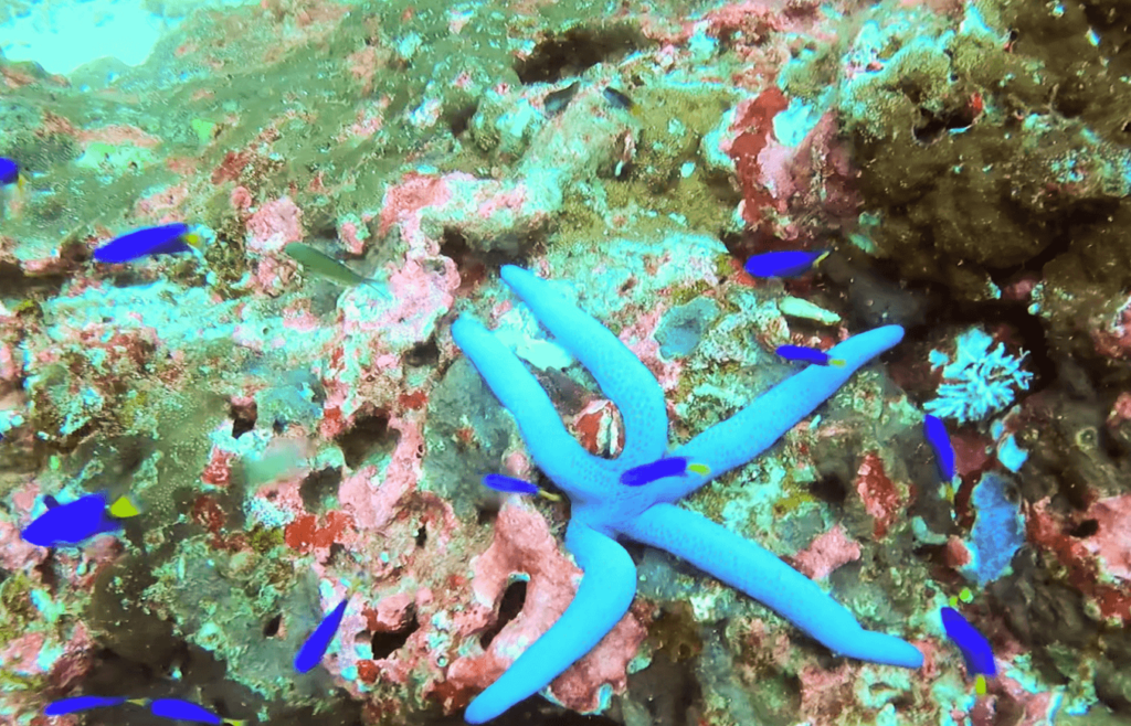 Blauer Seestern an einem Korallenriff am Richelieu Rock