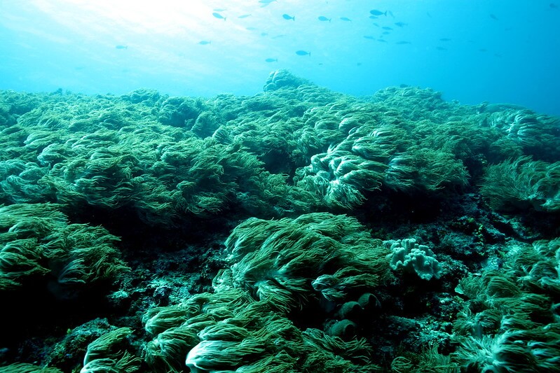 Das Tubbataha-Riff unter Wasser bei starker Strömung, mit bunten Korallen und Fischschwärmen, die der Strömung trotzen