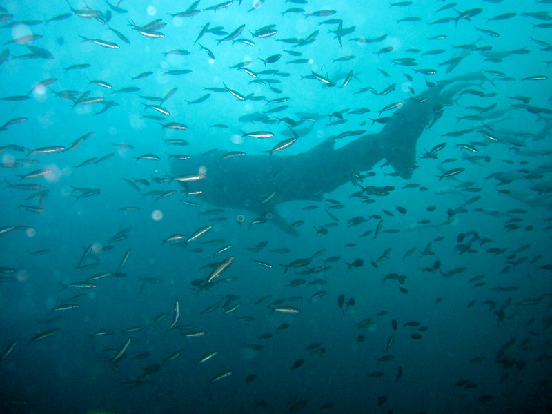 Walhai in mitten von vielen kleinen Fischen in Thailand