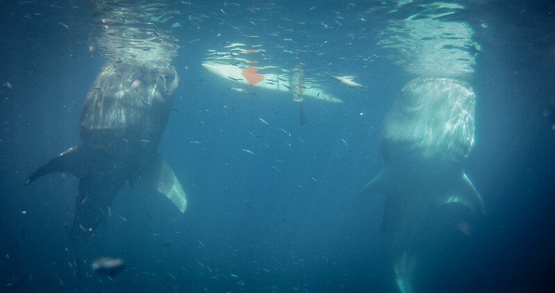 Zwei Walhaie schwimmen nebeneinander in den Gewässern von Cebu und Bohol, majestätisch und friedlich in ihrer natürlichen Umgebung