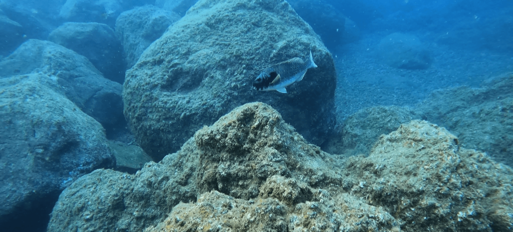 Fisch vor einigen Felsen beim Tauchen mit Haie in Madeira