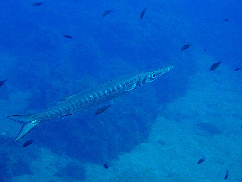 Ein einzelner Barrakuda schwimmt durch die tiefen Gewässer um die Insel Elba.
