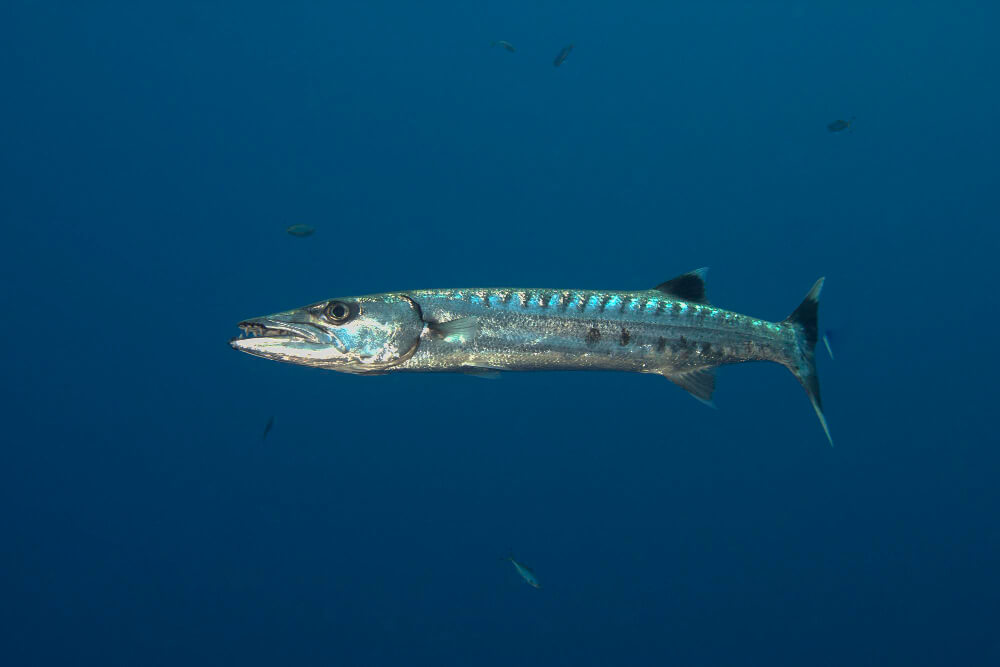 Großer Barrakuda schjwimmt in der Adria