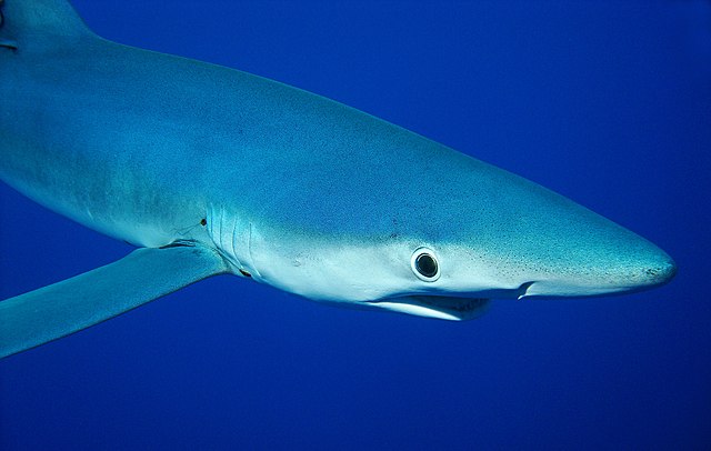 Blauhai taucht in komplett blauem Wasser in der Nähe von Madeira bei den Azoren Inseln