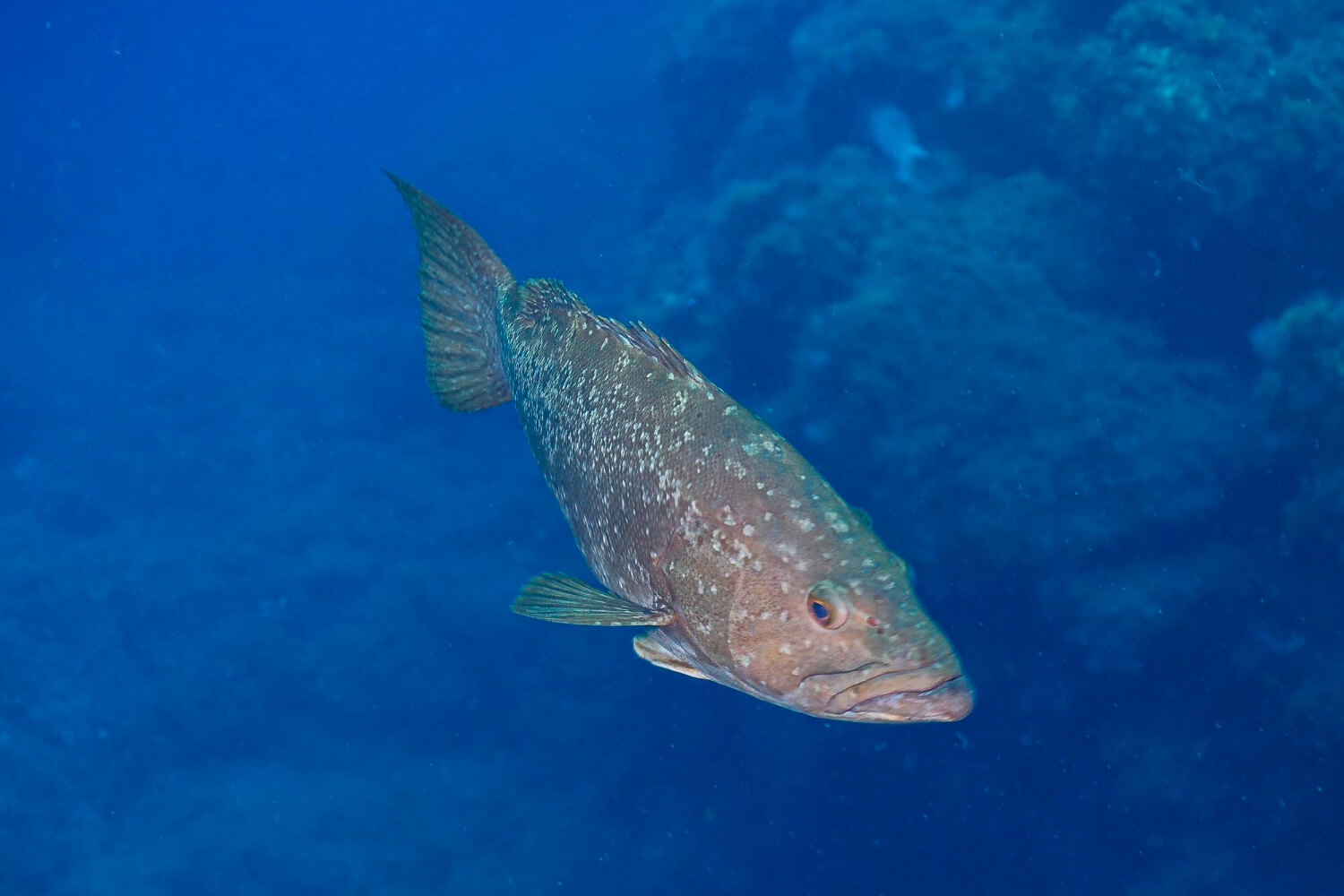 Ein Zackenbarsch schwimmt in einem der besten Tauchgebiete im Mittelmeer