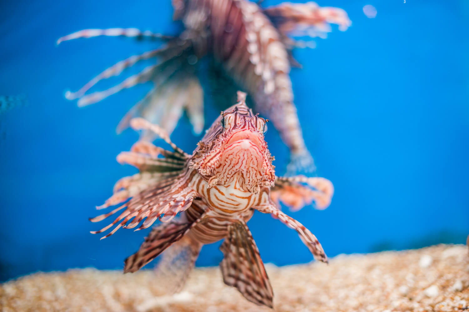 Einige gefährliche Fische in der Adria am Grund auf etwas Sand