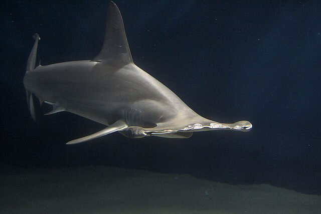 Hammerhai in dunklem Wasser