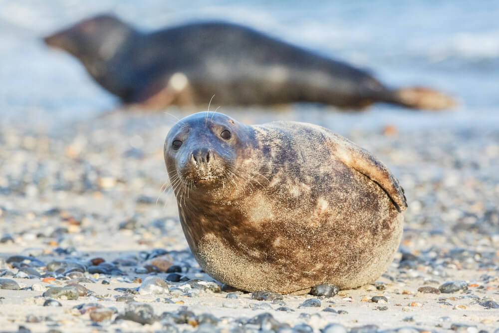 Eine der letzten verbliebenen Mittelmeer-Mönchsrobben liegtam Strand.
