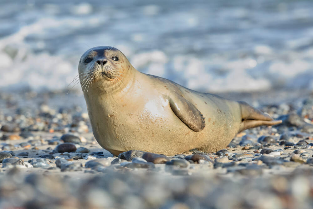 Eine seltene Mittelmeer-Mönchsrobbe ruht am Strand in der Nähe von Kreta.
