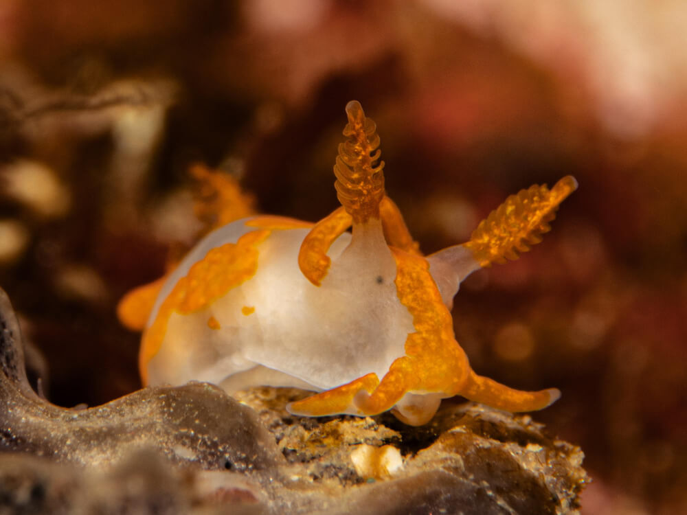 Eine leuchtend orange-weiße Nacktschnecke bewegt sich elegant über die Riffe im Mittelmeer.
